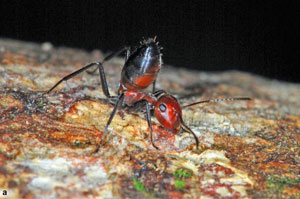 Living workers of C. explodens. a) Minor worker with posterior body raised in a defensive pose b) Major worker of with characteristically enlarged head.