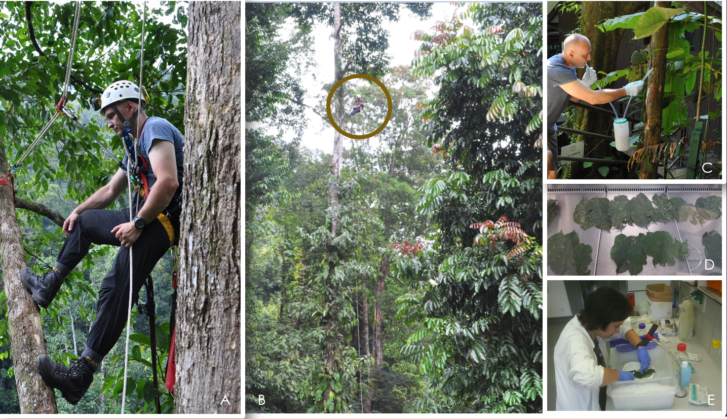 Figure 6. Sampling of YG COCY ants for microbiomic and metabolomis investigations. A and B – location of the sampling site in the canopy of the Dipterocarpaceae tree; KBFSC, Brunei; C – sampling of YG ants with custom-designed aspirator that allows large interior and sufficient ventilation for reduced mortality in uncaptured ants; D – leaf samples in sterile clean bench sorted for sampling (Vienna); E – sampling of phylloplane microbiome in VUT laboratory.