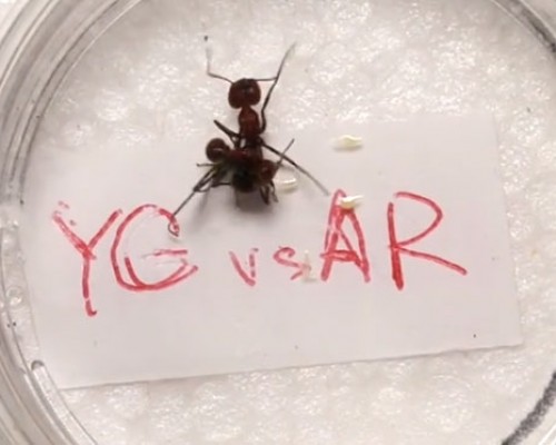 Colobopsis explodens attacking exploding ant of another species